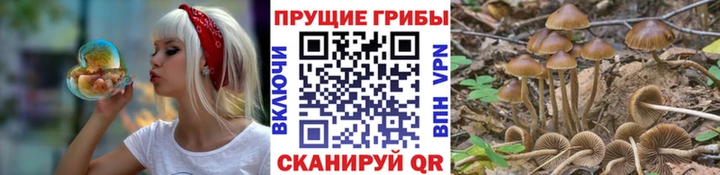 Галлюциногенные грибы Psilocybine cubensis  Зарайск 